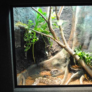 Gabon Viper/Eastern Green Mamba Exhibit (Main Gallery)