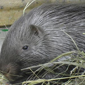 Baby porcupine