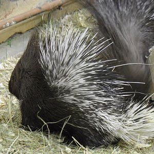 Baby porcupine fluffed up
