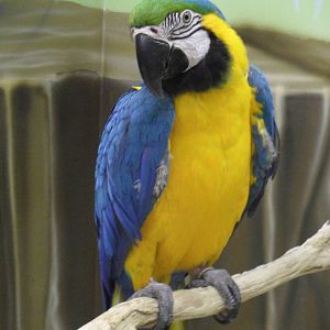 Blue-and-yellow macaw