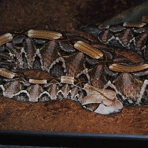 Gabon Viper