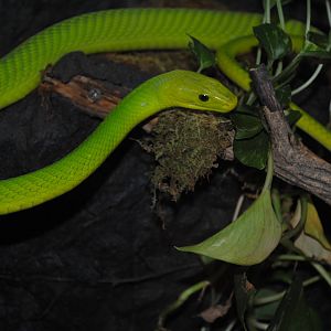 Eastern Green Mamba