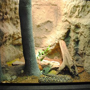 Eastern Diamondback Rattlesnake Exhibit (Main Gallery)