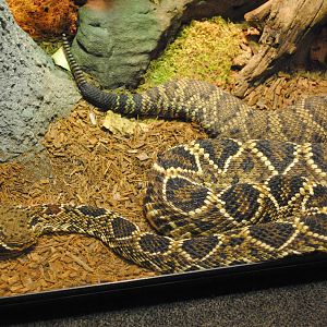 Eastern Diamondback Rattlesnake