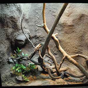 Black Mamba Exhibit (Main Gallery)