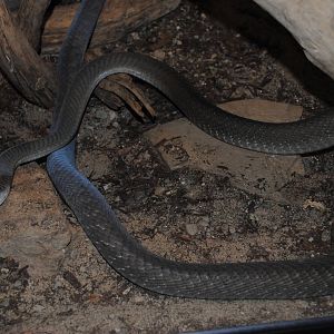 Black Mamba