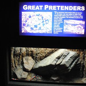 Pueblan Milksnake (Lampropeltis triangulum campbelli) Exhibit (Main Gallery