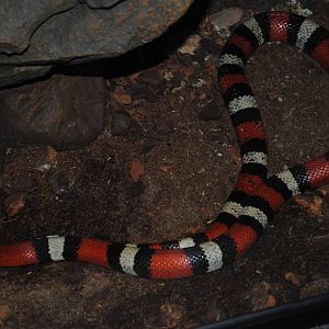 Pueblan Milksnake