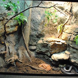 Timber Rattlesnake/Copperhead/Black Ratsnake (Elaphe o. obsoleta) Exhibit (