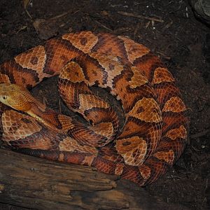 Copperhead