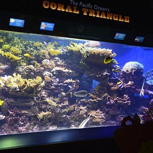 Coral Triangle 021215