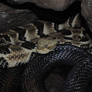Timber Rattlesnake
