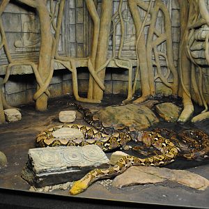 Reticulated Pythons Exhibit (Main Gallery)