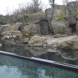 Sea Otter enclosure 021215