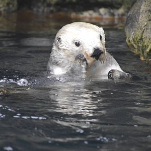 Sea Otter 021215