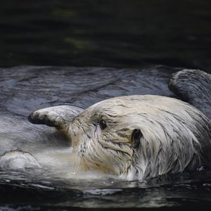 Sea Otter 021215