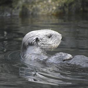 Sea Otter 021215