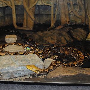 Reticulated Python