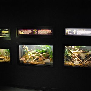 Amphibian Terrariums (Main Gallery)