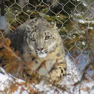 Snow Leopard