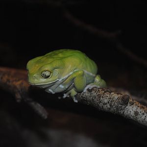 Waxy Monkey-Frog