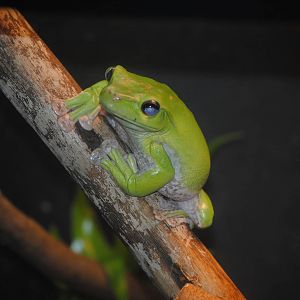 Chinese Gliding Frog