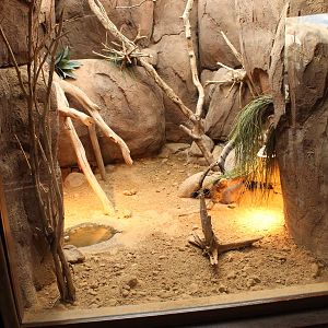 Pancake tortoise enclosure