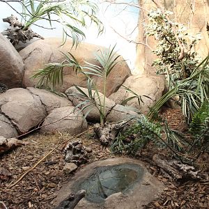 Black-and-rufous elephant shrew exhibit