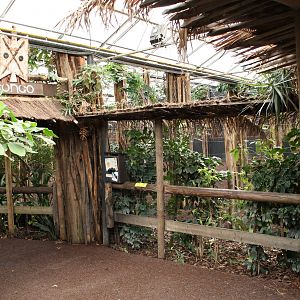 New Okapi indoor exhibit