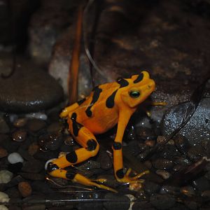 Panamanian Golden Frog