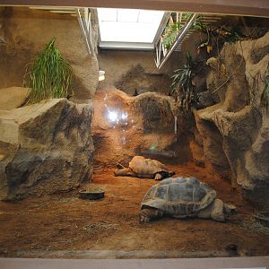 Aldabra Tortoises Indoor Exhibit (Island Giants)