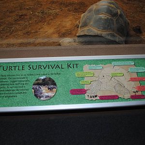 Aldabra Tortoises Information Stand (Island Giants)