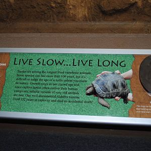 Aldabra Tortoises Information Stand (Island Giants)