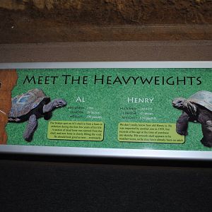 Aldabra Tortoises Information Stand (Island Giants)