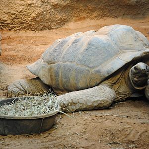 Aldabra Tortoise