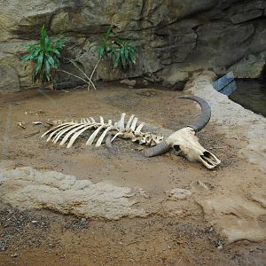 Komodo Dragons Indoor Exhibit (Island Giants)