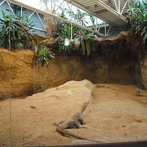 Komodo Dragons Indoor Exhibit (Island Giants)