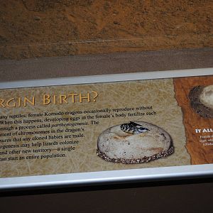 Komodo Dragons Information Stand (Island Giants)