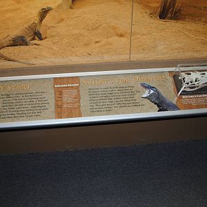 Komodo Dragons Information Stand (Island Giants)