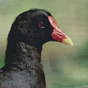 Gough Island moorhen