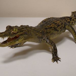 Nile crocodile taxidermy
