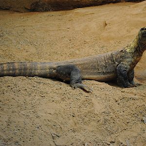 Komodo Dragon