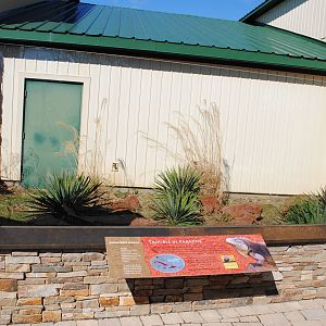 Summer Exhibit for Cuban Rock Iguana