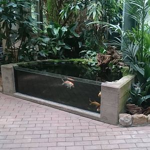 First animals in the Bird-house - Fish