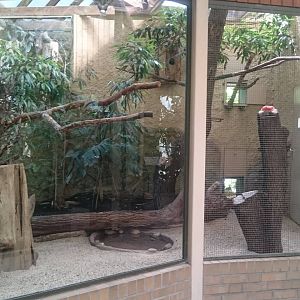 Indoor-aviary Hornbills and Guineafowl