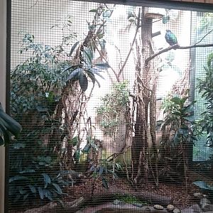 Indoor-aviary Nicobar pigeon