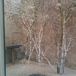 Village weaver indoor aviary