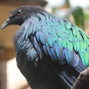 Nicobar pigeon