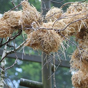 Village weaver nests