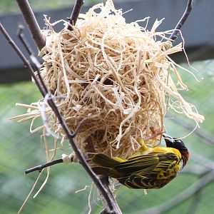 Village weaver nest construction